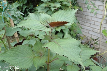 藿香能生吃嗎？藿香味道好嗎？