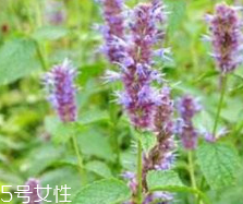 藿香能生吃嗎？藿香味道好嗎？