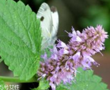 藿香能生吃嗎？藿香味道好嗎？