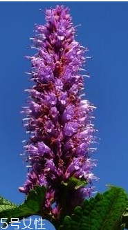 藿香和麝香是一樣嗎？藿香和麝香的區(qū)別