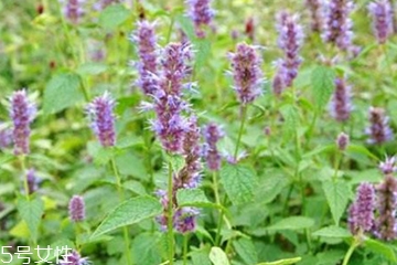 藿香和麝香是一樣嗎？藿香和麝香的區(qū)別