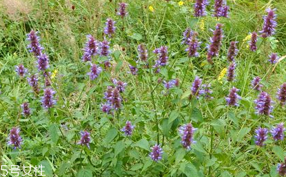 藿香能做菜嗎？藿香怎么做菜？