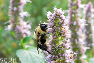 藿香能做菜嗎？藿香怎么做菜？