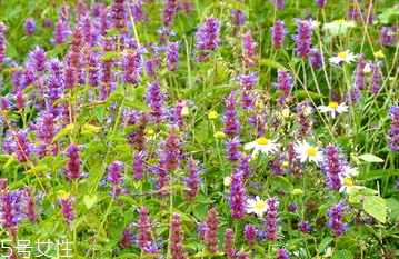 藿香能做菜嗎？藿香怎么做菜？