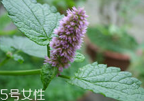 藿香能多吃嗎？藿香吃多了會怎樣？