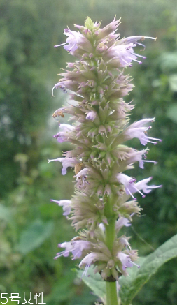 藿香能多吃嗎？藿香吃多了會怎樣？