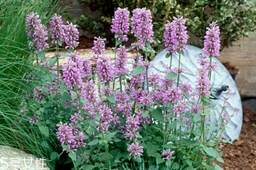 藿香能多吃嗎？藿香吃多了會怎樣？