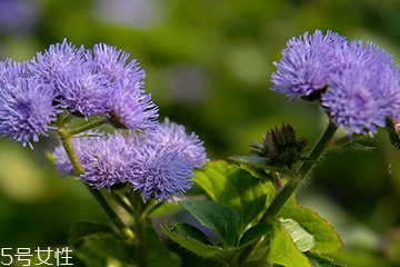 藿香能驅(qū)蚊嗎？藿香的作用