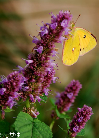 藿香能驅(qū)蚊嗎？藿香的作用