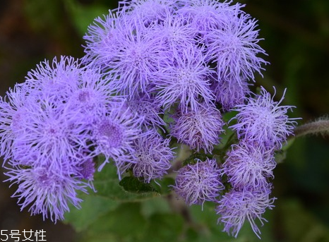 藿香能驅(qū)蚊嗎？藿香的作用
