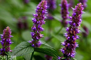 藿香可以家養(yǎng)嗎？藿香怎么種植？