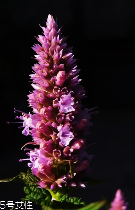 藿香可以家養(yǎng)嗎？藿香怎么種植？