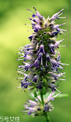 藿香可以家養(yǎng)嗎？藿香怎么種植？