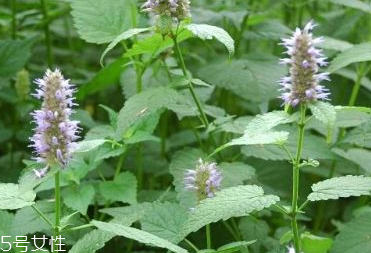 藿香和頭孢能一起吃嗎？藿香和頭孢能一起吃嗎？