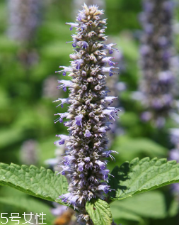 藿香和頭孢能一起吃嗎？藿香和頭孢能一起吃嗎？