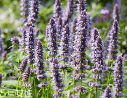 藿香在鹵水中的作用 藿香能放進鹵水嗎？