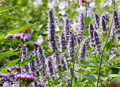 藿香在鹵水中的作用 藿香能放進鹵水嗎？