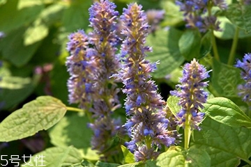 藿香在鹵水中的作用 藿香能放進鹵水嗎？