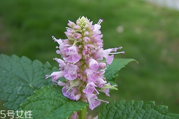 藿香和廣藿香一樣嗎？藿香和廣藿香的區(qū)別