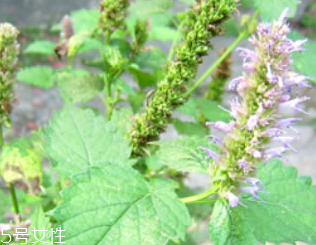 藿香和廣藿香一樣嗎？藿香和廣藿香的區(qū)別