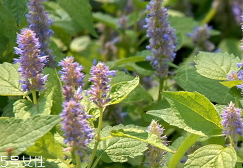 藿香和廣藿香一樣嗎？藿香和廣藿香的區(qū)別