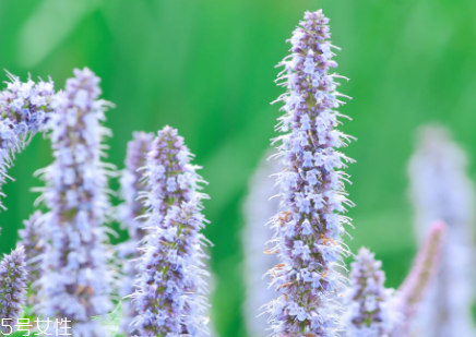 藿香和佩蘭能一起吃嗎？藿香和佩蘭的作用