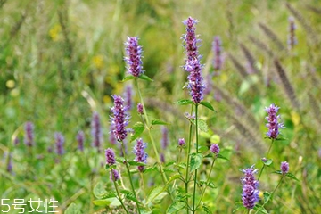 藿香和什么不能一起吃？藿香能和阿莫西林一起吃嗎