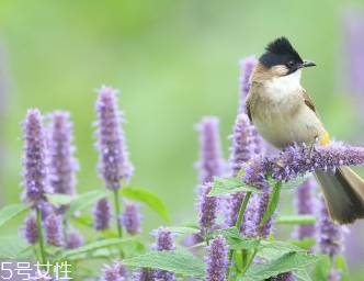 藿香和什么不能一起吃？藿香能和阿莫西林一起吃嗎