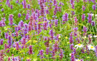 藿香和什么不能一起吃？藿香能和阿莫西林一起吃嗎