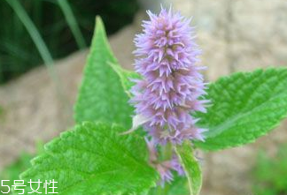 藿香和紫蘇的區(qū)別 藿香和紫蘇能一起吃嗎 藿香和紫蘇的區(qū)別 藿香和紫蘇能一起吃嗎