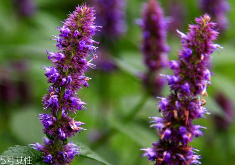 藿香和紫蘇的區(qū)別 藿香和紫蘇能一起吃嗎 藿香和紫蘇的區(qū)別 藿香和紫蘇能一起吃嗎