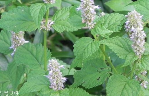 藿香適合哪些人吃？哪些人適合吃藿香？