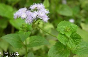 藿香適合哪些人吃？哪些人適合吃藿香？