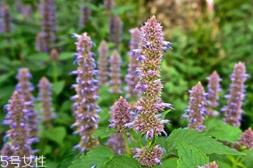 藿香適合哪些人吃？哪些人適合吃藿香？