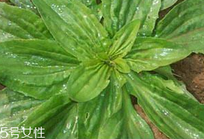 車前草是什么？車前草的作用是什么