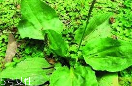 車前草是什么？車前草的作用是什么