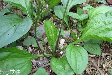 車前草是什么？車前草的作用是什么