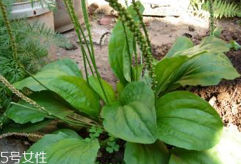 車前草的功效和作用 車前草對人體有什么好處 車前草的功效和作用 車前草對人體有什么好處