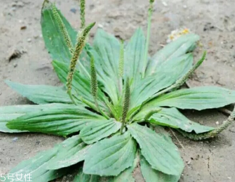 車前草怎么吃？車前草怎么做好吃？