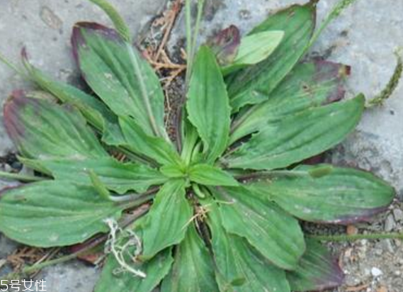 車前草怎么吃？車前草怎么做好吃？