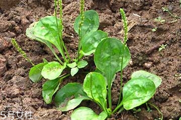 車前草怎么吃？車前草怎么做好吃？