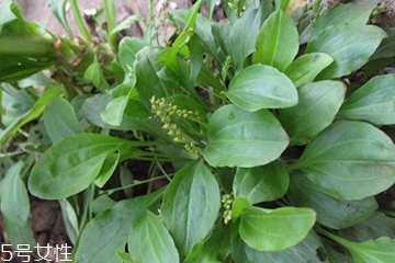 車前草和平車前的區(qū)別 車前草是平車前嗎？