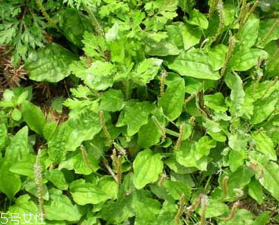 車前草和平車前的區(qū)別 車前草是平車前嗎？