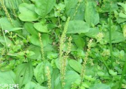 車前草和平車前的區(qū)別 車前草是平車前嗎？