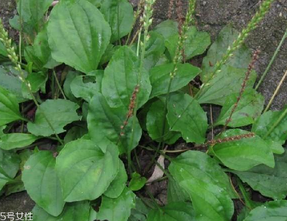 車前草可以經(jīng)常喝嗎？經(jīng)常和車前草會怎么樣？