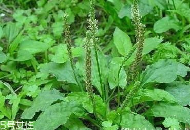 車前草可以經(jīng)常喝嗎？經(jīng)常和車前草會怎么樣？