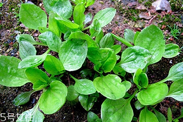 車前草可以經(jīng)常喝嗎？經(jīng)常和車前草會怎么樣？