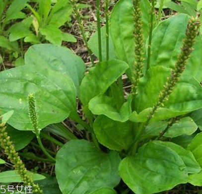 車前草是寒性還是熱性？車前草是寒性的嗎？