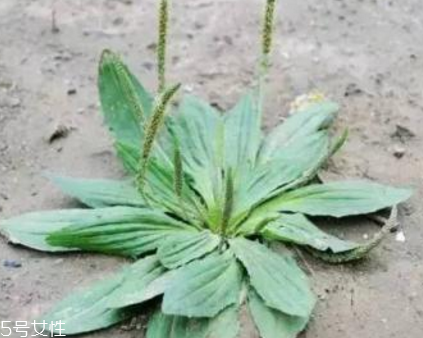 車前草是寒性還是熱性？車前草是寒性的嗎？