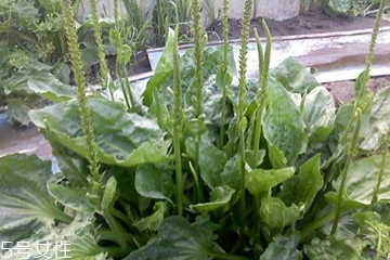 車前草是寒性還是熱性？車前草是寒性的嗎？